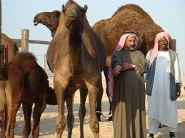 Camels for sale in pakistan | border village secrets camel farm is a project of the livestock. Pin On My Saudi Arabia Trip