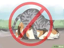 3 Ways To Breed Cats Wikihow