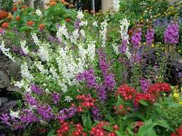Pin On Gardens