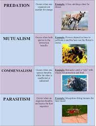 Mutualism can take on many forms: 8 Demo Ideas Mutualism Commensalism Animals Friendship