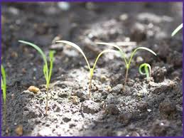 This can be a tedious task, given the number of seeds of carrot one ends up planting in the first place. Carrot Sprouts Together Time Family