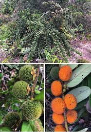 Image result for Diospyros sp. no. 1 sensu FZ