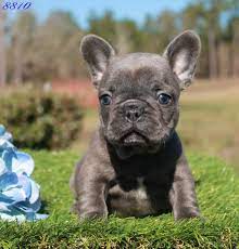 Home Lindor French Bulldogs Frenchies For Sale All Colors Bulldog Puppies Blue French Bulldog Puppies French Bulldog