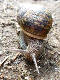 Snail Snail Pets Snails In Garden