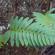 Image result for Polypodiaceae