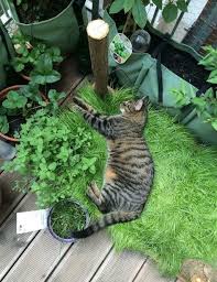 Katzen Grasbox Fur Den Balkon Frag Mutti Katzengras Pflanzen Balkon Pflanzen