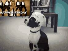 Check spelling or type a new query. Boston Terrier Birthday Gifs Tenor