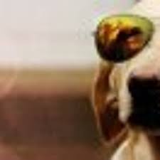 Stream Pallab Das music