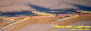 Image result for Schizachyrium sanguineum