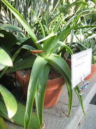 Image result for Cadaba natalensis