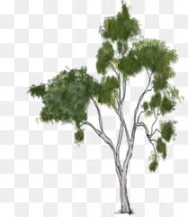 Eucalyptus polyanthemos watercolor painting illustration, watercolor leaves, green leafs against white background, watercolor leaves, leaf, hand png. Eucalyptus Png Free Download Family Tree Design Summer Greenery Clipart Png Eucalyptus