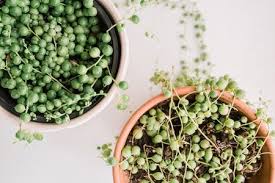 In such a case cut back the watering frequency until your plant recover. String Of Pearls Plant Care Growing Guide