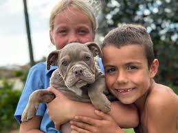 Upperaudacious Aussie Bulldogs