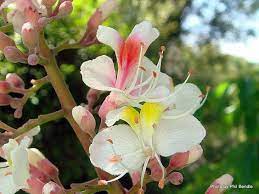 Aesculus Indica Indian Horse Chestnut Tree Indian Horse Chestnut Horse Chestnut Trees Rare Flowers