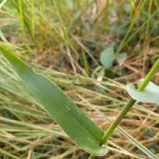 Image result for Acroceras zizanioides