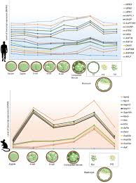 Frontiers | Histone Chaperones as Cardinal Players in Development