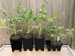 Growing tomatoes can get quite complicated, but if you break it back down to the basics, they're actually not that challenging! How To Repot A Tomato Seedling Repotting Tomatoes Gardener S Supply