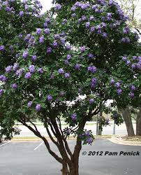 We did not find results for: Best Smelling Tree In Texas Sophora Secundiflora Digging