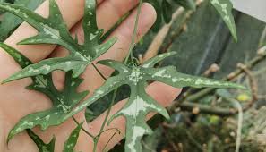 Image result for Pyrenacantha kirkii