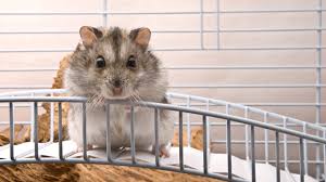 Mit einer rattenfalle können sie den unliebsamen nagern auf den solche fallen können sie zum beispiel in baumärkten kaufen oder sie selber bauen. Hamsterkafig Einrichten Darauf Sollten Sie Achten
