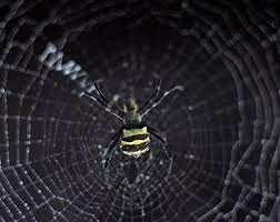 How To Get Rid Of Spiders Hunker Get Rid Of Spiders Fear Of Flying Spider