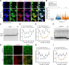 Interferons cannot directly inhibit the viral entry into the host cell. Type I Interferons Act Directly On Nociceptors To Produce Pain Sensitization Implications For Viral Infection Induced Pain Journal Of Neuroscience
