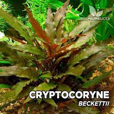 Криптокорины малайзии / malaysia cryptocorynes. Cryptocoryne Beckettii Premium Buces
