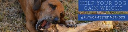 Bechewy is dedicated to helping you keep your pets happy and healthy. 5 Ways To Fatten Up A Dog Healthy Weight Gain Tips