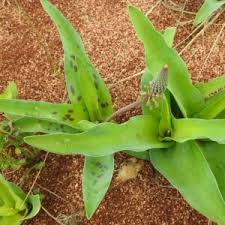 Image result for Ledebouria luteola
