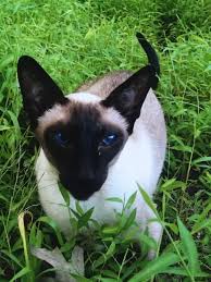 There is a debate as to whether or not they are considered part of the siamese breed. What Do You Know About Lynx Point Siamese Quora