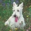 Scottish Terrier Puppies For Sale | Southern Scotties