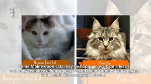 Siberian Cat Vs Maine Coon Size Black Siberian Kitten