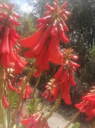 Image result for Erythrina zeyheri