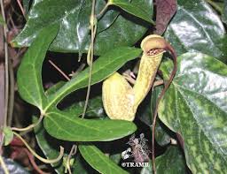 Image result for Aristolochia triactina