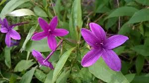 Image result for Eranthemum laxiflorum