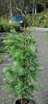 Image result for Calocedrus decurrens
