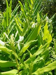 We did not find results for: Ginger Plant Plants Herbs