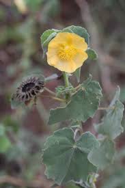 Image result for Abutilon austro-africanum