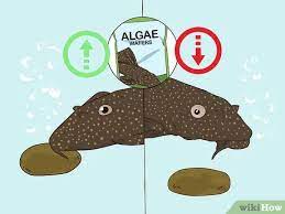 3 Cara Untuk Memberi Makan Ikan Sapu Sapu Wikihow