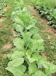 1/8 tsp of black pepper. Saving Heirloom Collards Plant Profiles Heirloom Gardener