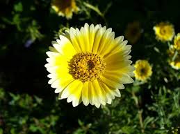 Maybe you would like to learn more about one of these? California Native Plants List The Arboretum
