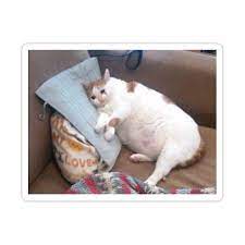 pin on sad cat memes are me