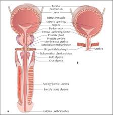 The success of this training depends on many factors: Diseases Of The Bladder And Prostate Radiology Key