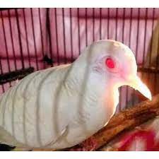 Burung perkutut putih mata merah. Burung Perkutut Putih Lurik Albino Mata Merah Tembus Rawatan Bunyi Shopee Indonesia