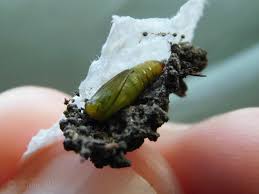 Image result for Eupithecia lanceata