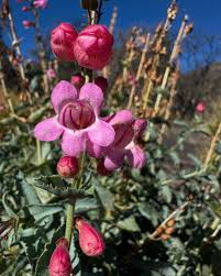 Image result for Craterostigma pumilum