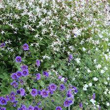 Dreiblattspiere Langlebige Bluten Und Blattschmuckstaude Pflanzideen Schattengarten Pflanzen