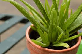 Aloe that are kept in low light often grow leggy. How Do You Water Aloe Vera Appropriately Grower Today