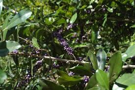 Image result for Rapanea