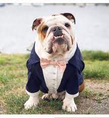Navy Blue Dog Tuxedo With Blush Bow Tie Dog Wedding Attire Etsy Dog Tuxedo Dog Wedding Attire Dog Suit